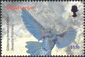 Glittering-throated Emerald (Amazilia fimbriata)