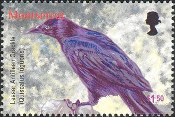 Lesser Antillean Grackle (Quiscalus lugubris)
