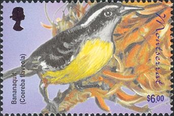 Bananaquit (Coereba flaveola)