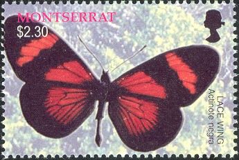 Lace Wing (Actinote negra)