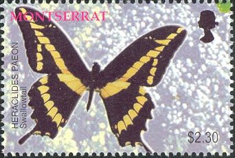 Straight-banded Swallowtail (Heraclides paeon)