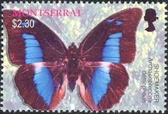 Banded King Shoemaker (Archaeoprepona demophoon)