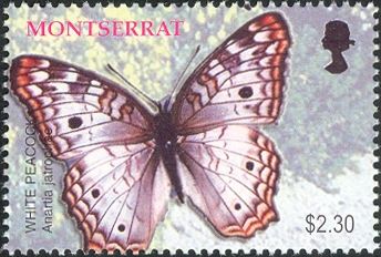 White Peacock (Anartia jatrophae)
