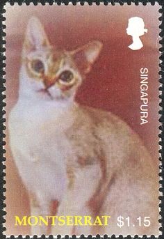 Singapura Cat