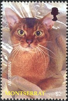 Abyssinian