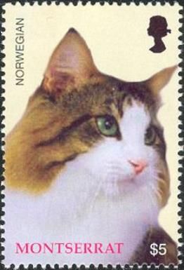 Norwegian Forest Cat