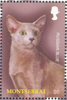 Russian Blue
