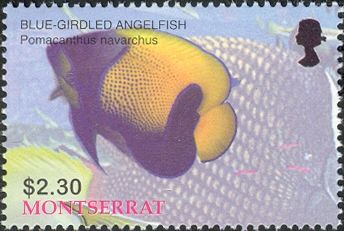 Blue-girdled Angelfish (Pomacanthus navarchus)