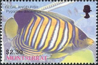 Regal Angelfish (Pygoplites diacanthus)