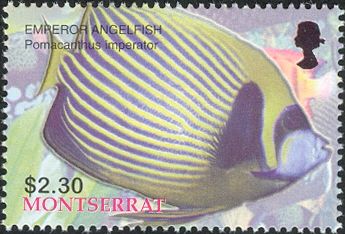 Emperor Angelfish (Pomacanthus imperator)