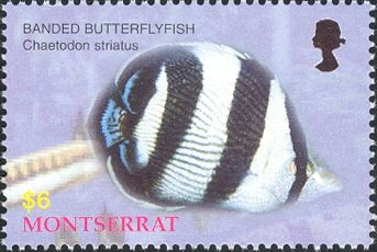 Banded Butterflyfish (Chaetodon striatus)