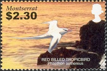 Red-billed Tropicbird (Phaethon aethereus)