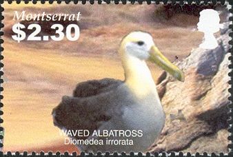 Waved Albatross (Diomedea irrorata)