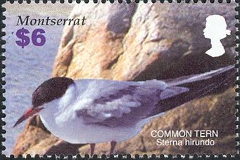 Common Tern (Sterna hirundo)