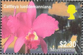 Cattleya lueddemanniana