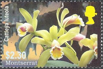 Cattleya luteola