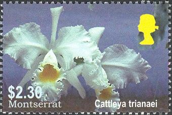 Cattleya trianaei