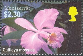 Cattleya mossiae