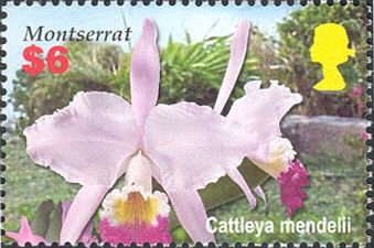 Cattleya mendelii
