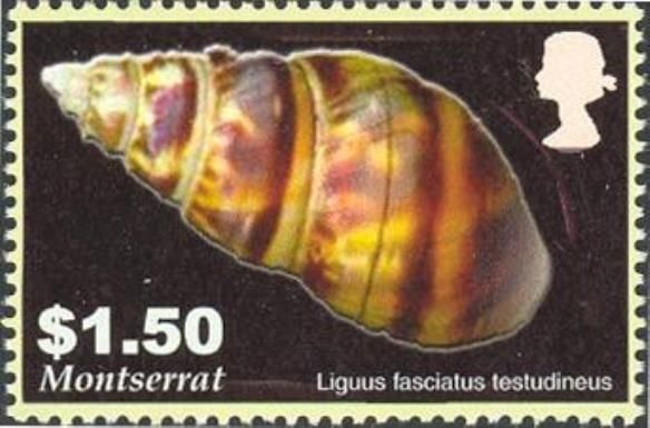 Florida Tree Snail (Liguus fasciatus testudineus)