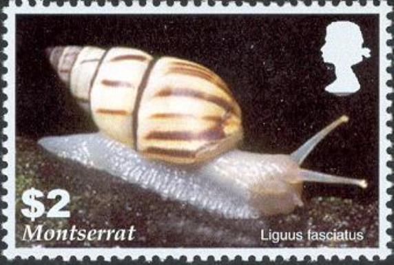 Florida Tree Snail (Liguus fasciatus)