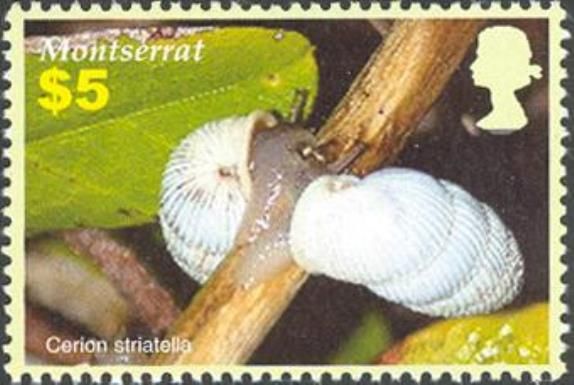 Peanut Snail (Cerion striatellum)