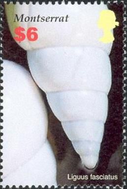 Florida Tree Snail (Liguus fasciatus)
