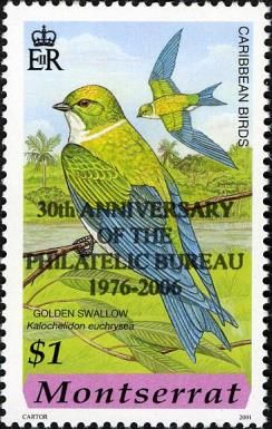 Golden Swallow (Kalochelidon euchrysea) - Overprinted