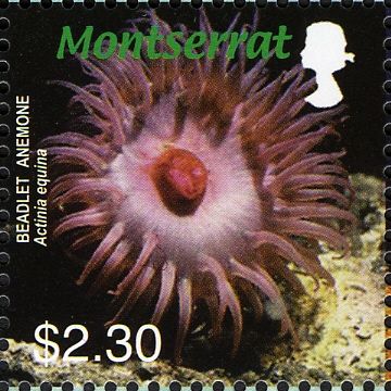 Beadlet Anemone (Actinia equina)