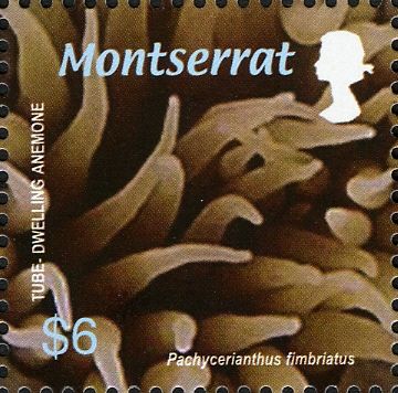 Tube-dwelling Anemone (Pachycerianthus fimbriatus)