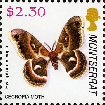 Cecropia Moth (Hyalophora cecropia)