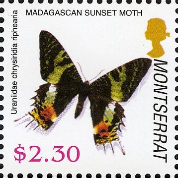 Madagascan Sunset Moth (Chrysiridia riphearia)