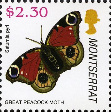 Great Peacock Moth (Saturnia pyri)