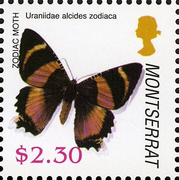 Zodiac Moth (Alcides zodiaca)