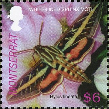 White-lined Sphinx (Hyles lineata)