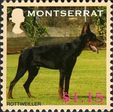 Rottweiler