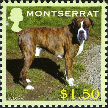 German Boxer