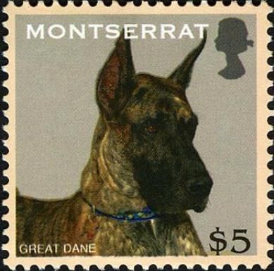 Great Dane
