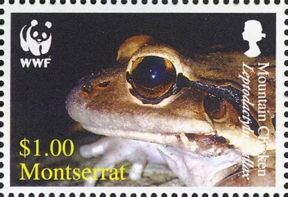 Mountain Chicken (Leptodactylus fallax)