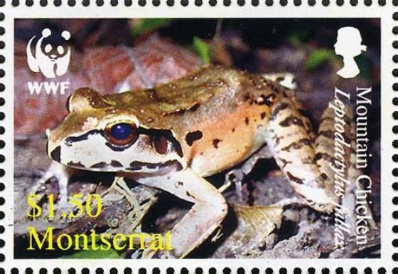 Mountain Chicken (Leptodactylus fallax)