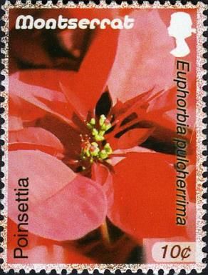 Poinsettia (Euphorbia pulcherrima)