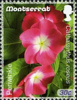 Periwinkle (Catharanthus roseus)