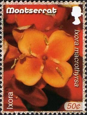 Ixora (Ixora macrothyrsa)