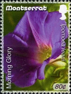 Morning Glory (Ipomea learii)