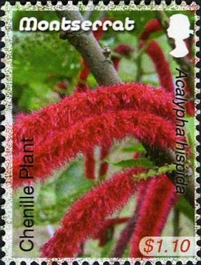Chenille Plant (Acalypha hispida)