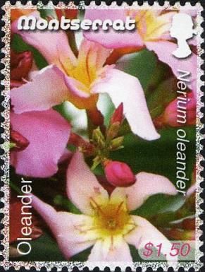 Oleander (Nerium oleander)