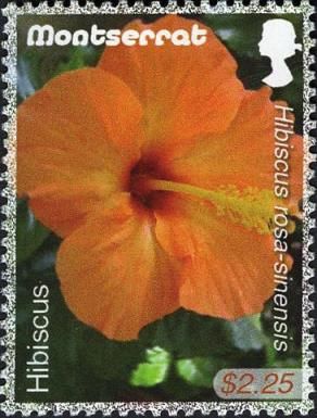 Hibiscus (Hibiscus rosa-sinensis)