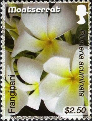 Frangipani (Plumeria acuminata)