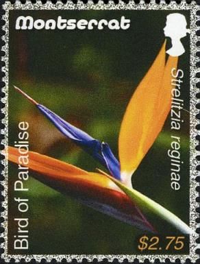 Bird of Paradise (Strelitzia reginae)