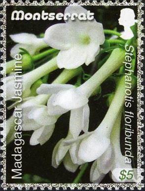 Madagascar Jasmine (Stephanotis floribunda)